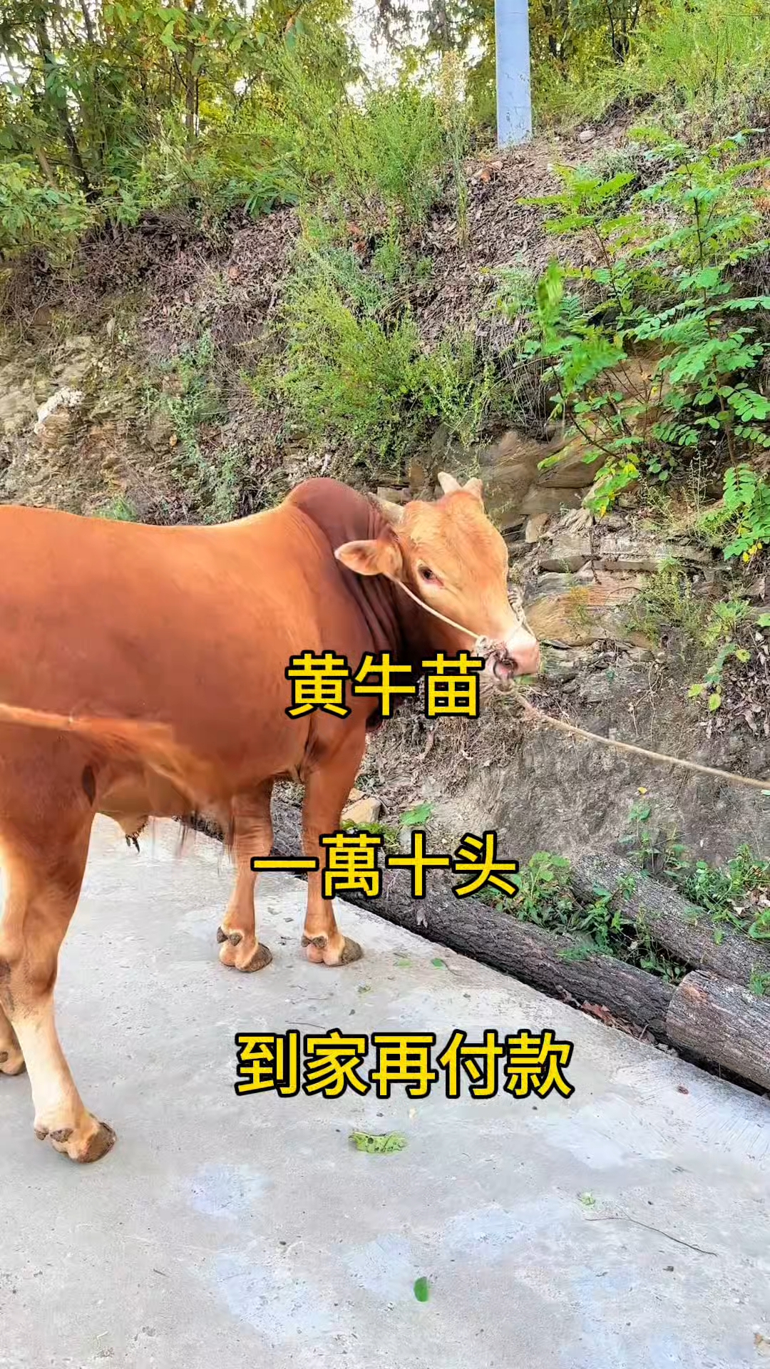 桐乡最新黄牛代办方法分析(最方便真实的桐乡黄牛代办网约车证方法)