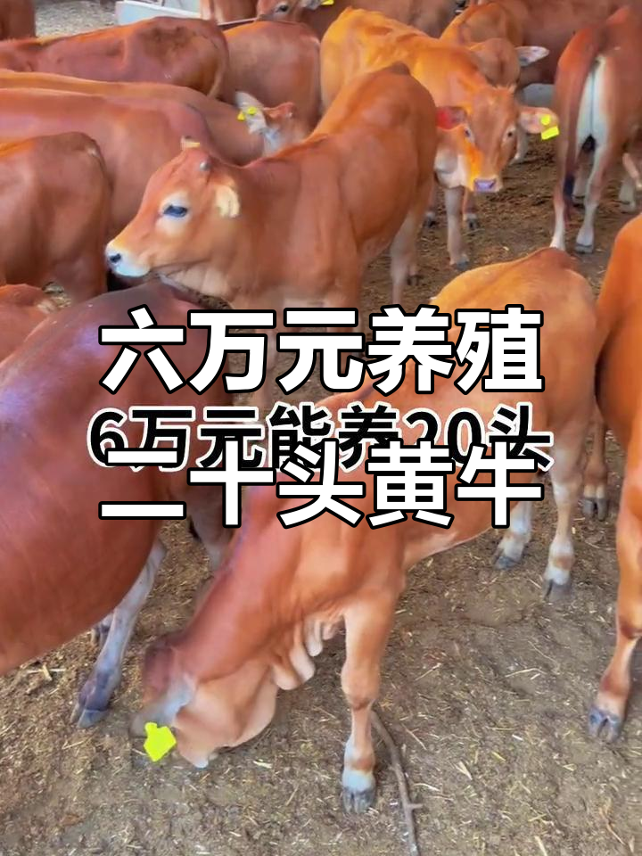 桐乡最新线上套医保的黄牛是真的吗方法分析(最方便真实的桐乡线上套医保的黄牛是真的吗能报销吗方法)